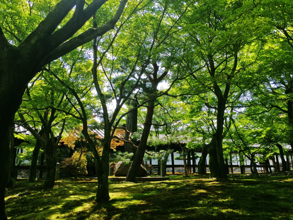 夏日、枫叶皆绿的通天桥