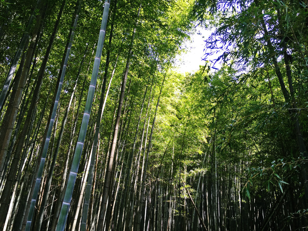 嵯峨野的竹林